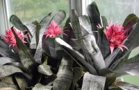 Жизнь в обмен на шикарное цветение и продолжение рода — как ухаживать за эхмеей полосатой в домашних условиях