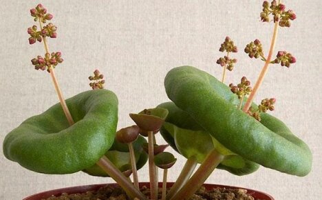 Подборка фото самых красивых и необычных комнатных растений