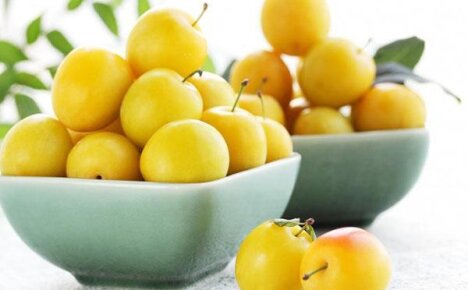 Польза алычи и вред: нужны ли эти плоды на вашем столе