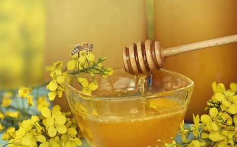Рапсовый мед: польза и вред, влияние на разные системы организма