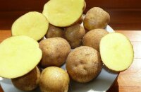 Высокоурожайный ранний картофель Венета — описание сорта, фото и отзывы