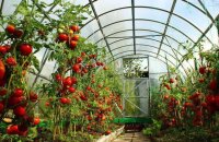 Как получить ранние овощи и много- выращивание помидоров в теплице из поликарбоната