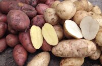 Готовим нежное пюре — какие рассыпчатые сорта картофеля подойдут для этого блюда