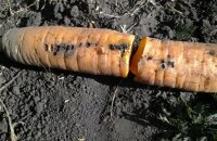 Почему морковь червивая и что делать, чтобы спасти урожай