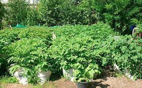 Отзывы о выращивании картофеля в мешках
