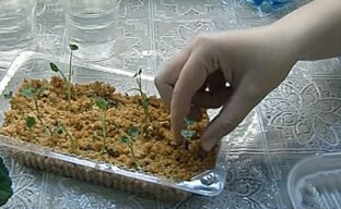 Уникальный метод выращивания рассады настурции в горячих опилках