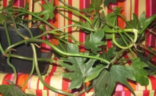Дольчатый филодендрон – зеленая лиана у вас дома