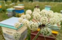 Ароматный дягиль медонос — лучшее растение для пасеки