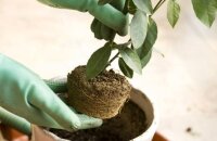 Нехитрые секреты, как пересадить мандариновое дерево в домашних условиях