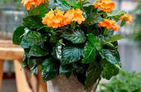 Гостья из тропиков кроссандра — уход в домашних условиях за кустиком, который цветет с весны до осени