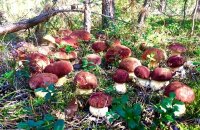 В чем секрет секретной связи и под какими деревьями растут грибы