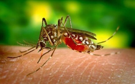 Как отпугивать комаров и лечить укусы насекомых