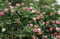 Парковые розы — фото с названиями лучших сортов