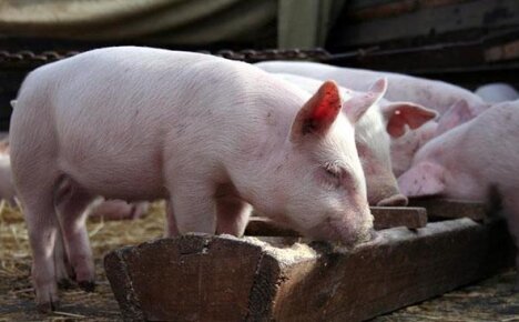 Можно ли приготовить комбикорм для свиней своими руками