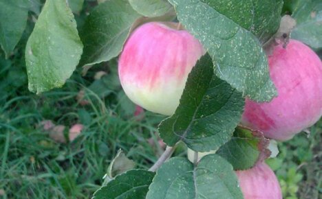 Почему яблоня Башкирская красавица стала самой востребованной в средней полосе