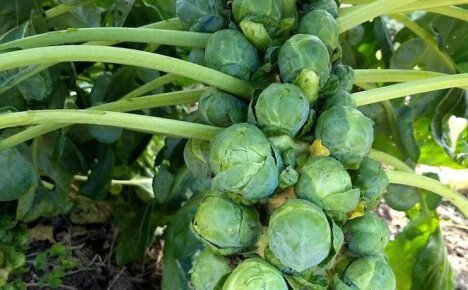 В чем польза брюссельской капусты для здоровья человека