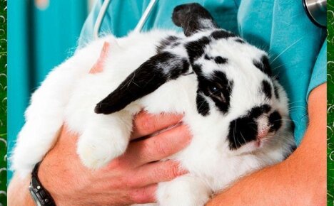 Правильное и своевременное лечение пастереллеза у кроликов