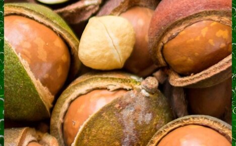 Какими свойствами обладает орех макадамия и как его вырастить дома
