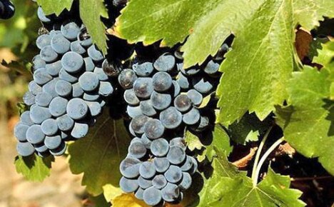 Изучаем болезни винограда по фото и описанию