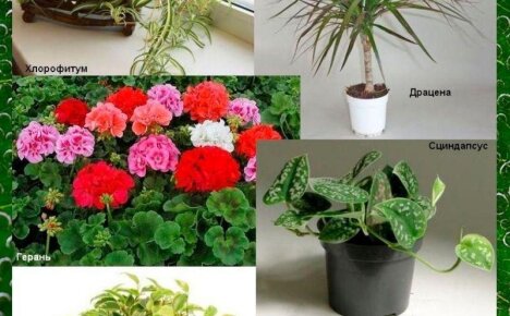Подборка 10 полезных комнатных растений
