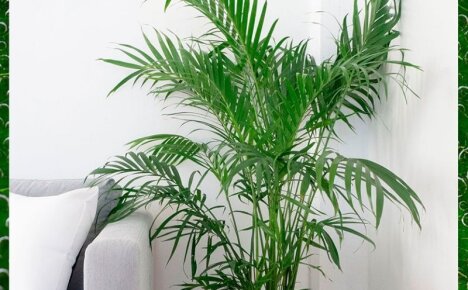 Декоративная пальма для дома и офиса – комнатный цветок хризалидокарпус