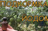 Увеличиваем урожайность — как подкормить помидоры йодом