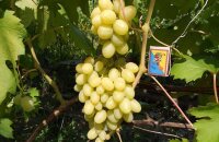 Лучший мускатный сорт для юга — виноград Ландыш, описание сорта