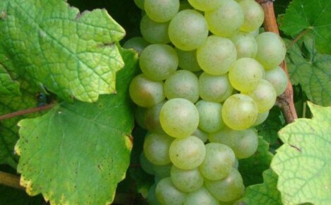 Французский сорт винограда Шардоне: описание, свойства, выращивание, уход
