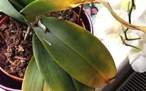 Заболела прекрасная орхидея — желтеют листья