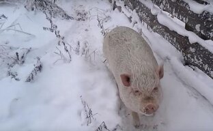 Несложное содержание вьетнамских свинок зимой