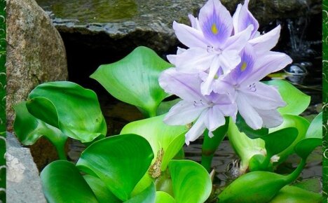 Водный гиацинт эйхорния – роскошное украшение пруда и аквариума