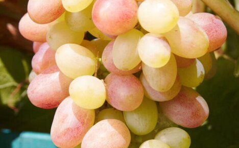 Чем привлекает внимание аграриев сорт винограда Тасон