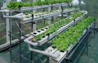 Идеи для дома или бизнеса — что можно выращивать на гидропонике