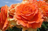 Оранжевый шедевр роза Романтика Мандариновая — каким цветением порадует красавица