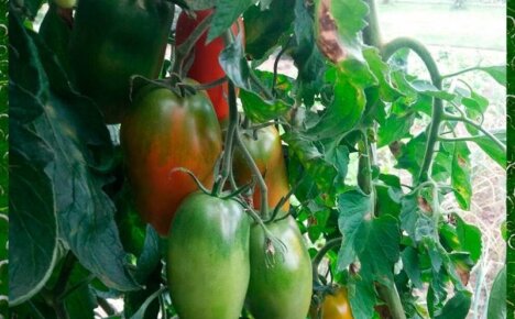 Выращиваем томат Кенигсберг на дачном участке