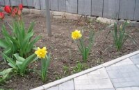 Чем подкормить нарциссы и тюльпаны весной?