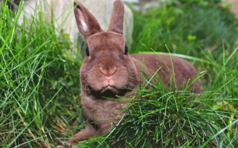 Сколько живет кролик в домашних условиях при заботливом уходе