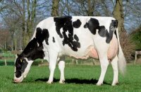 Как выбрать молочную корову — приметы от бабушек и советы специалистов