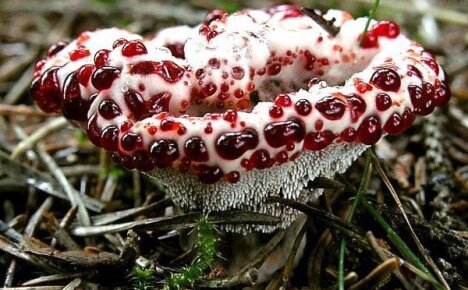 Представляем необычные грибы, которыми можно только любоваться – несъедобные и ядовитые виды причудливых даров леса