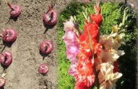 Сроки посадки гладиолусов в открытый грунт и на рассаду