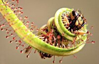 Растения хищники — фото и названия необычных насекомоядных культур