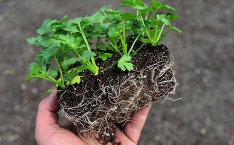 Выращивание и уход за черешковым сельдереем – философия здорового образа жизни