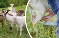 Выбираем хорошую молочную козу — у какой породы коз молоко без запаха