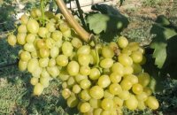 Ранний и стойкий виноград Галахад — описание сорта, новинки русской селекции