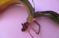 Как спасти орхидею без корней — способы и важные нюансы