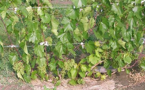 Как осуществлять летний уход за виноградом, чтобы получить хороший урожай?