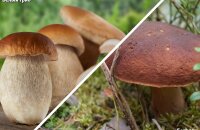 На заметку новичкам «тихой охоты»: в чем разница между белым грибом и боровиком