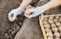 Посадка картофеля в июне: можно или нет, плюсы и минусы способа