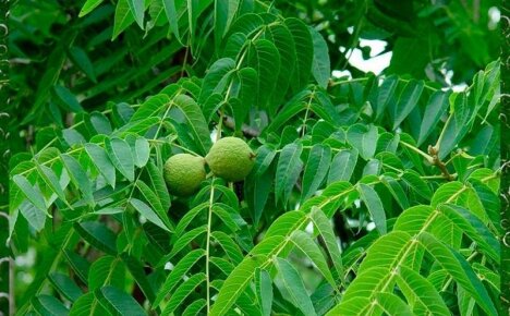 Листья черного ореха – эликсир богатырского здоровья