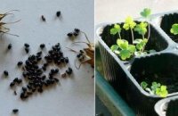 Выращиваем аквилегию семенами: два способа